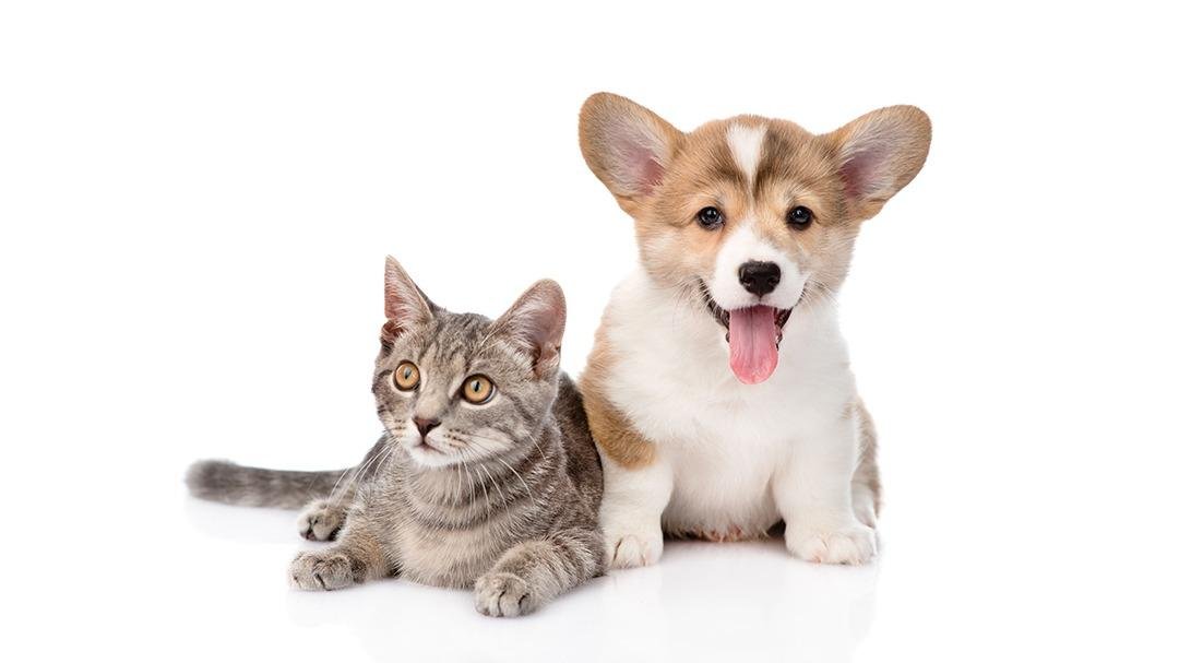 Lucky-3 Dog & Cat Grooming - Photo 2