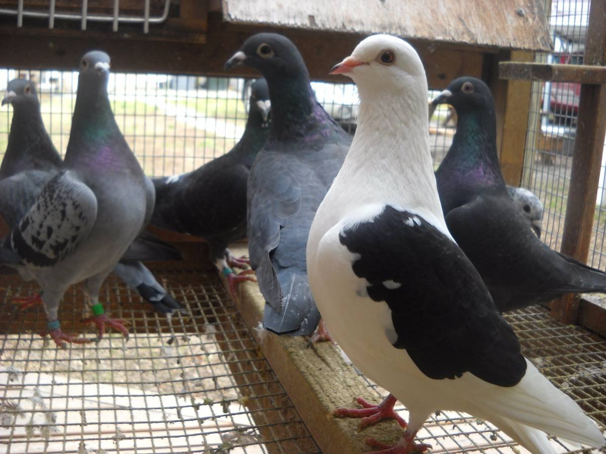 The Nesting Bowl Pet Shop - Photo 2