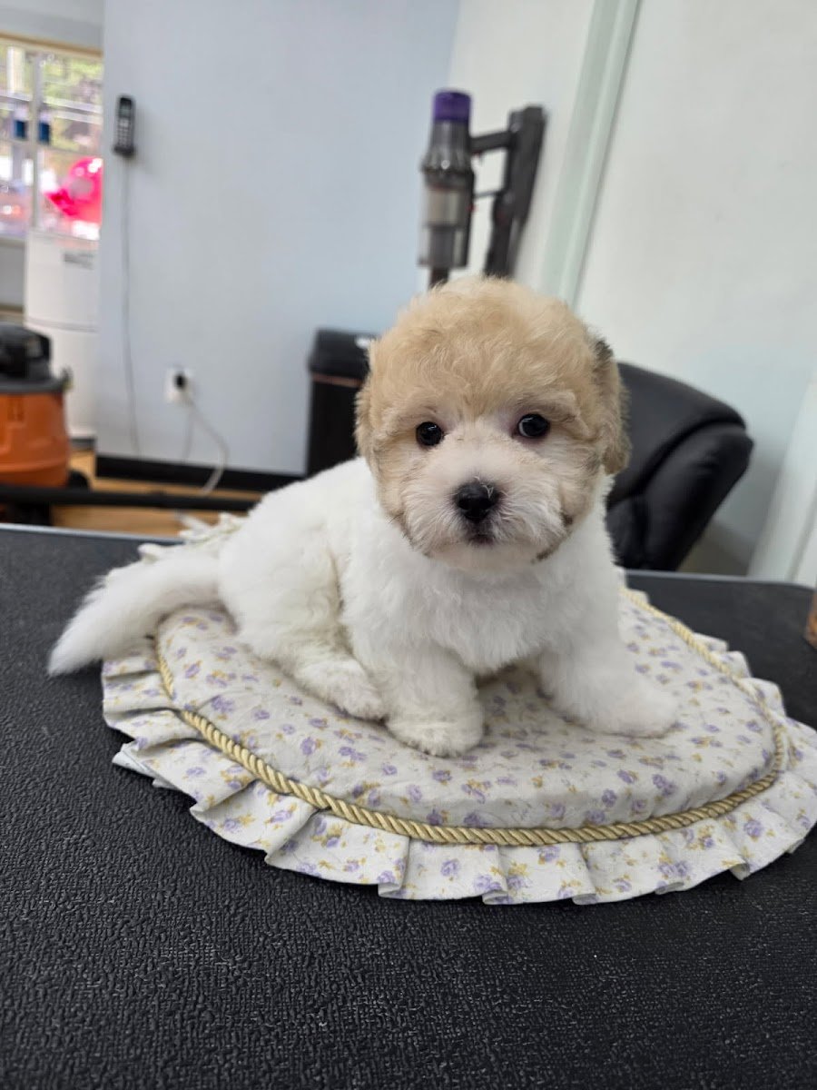 Snoopy Pet Grooming, Roland Park - Photo 2
