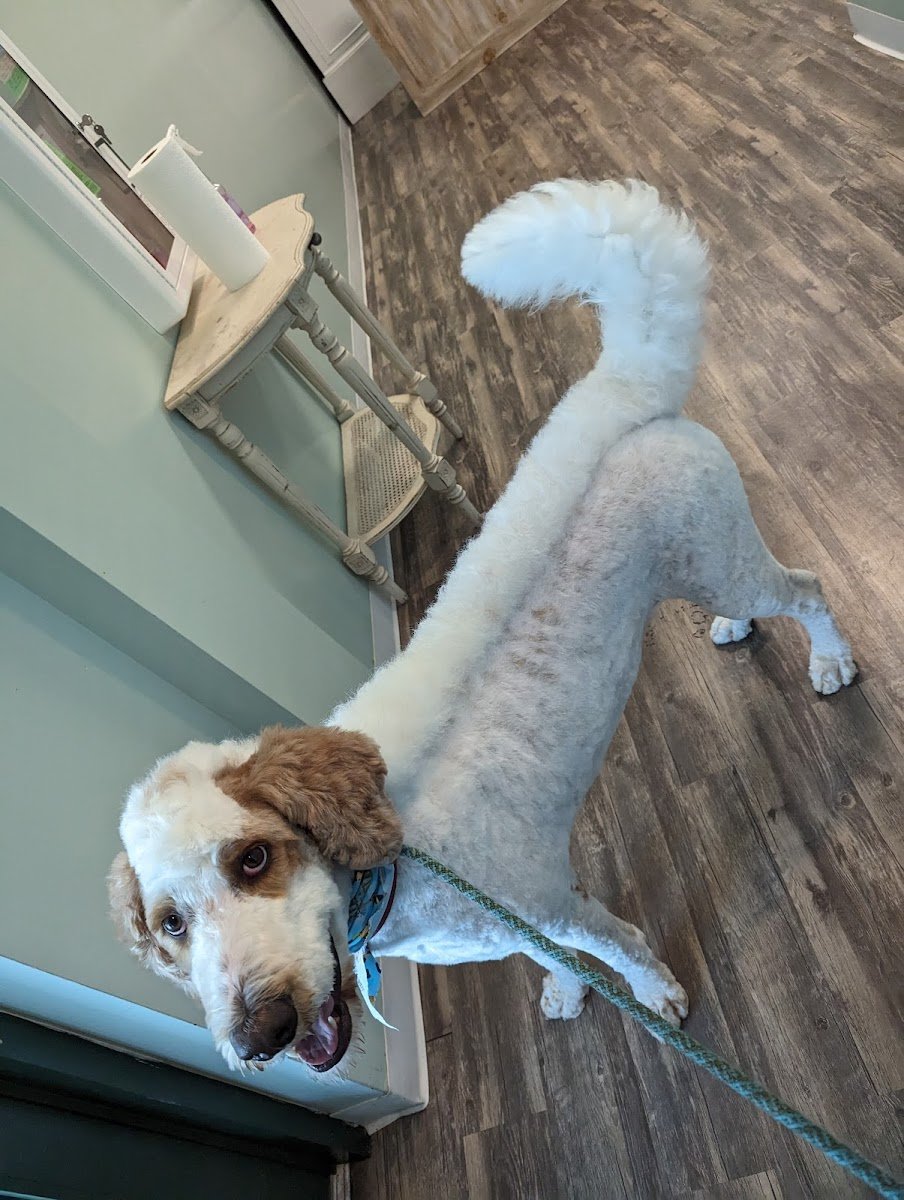 Snooty Pooch Grooming Spa - Photo 2