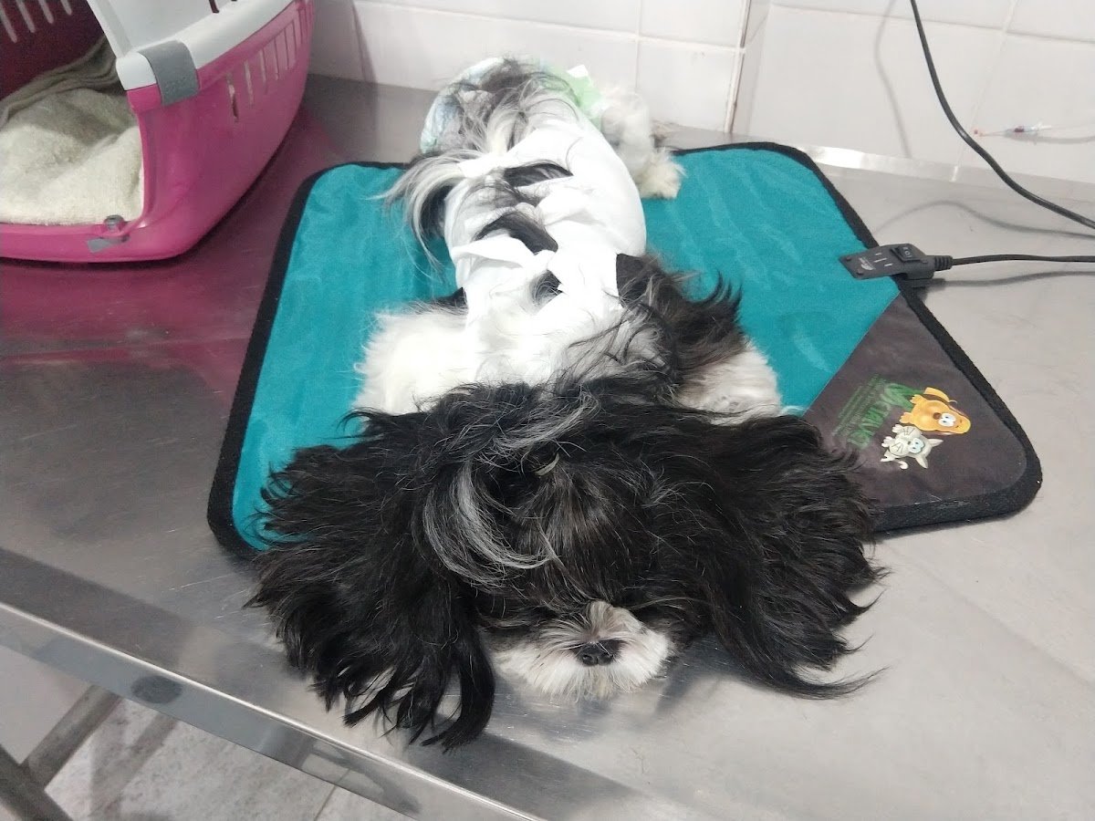 Clínica Veterinária São Caetano