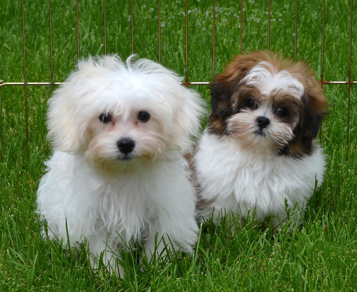 Preppy Pups - Photo 2