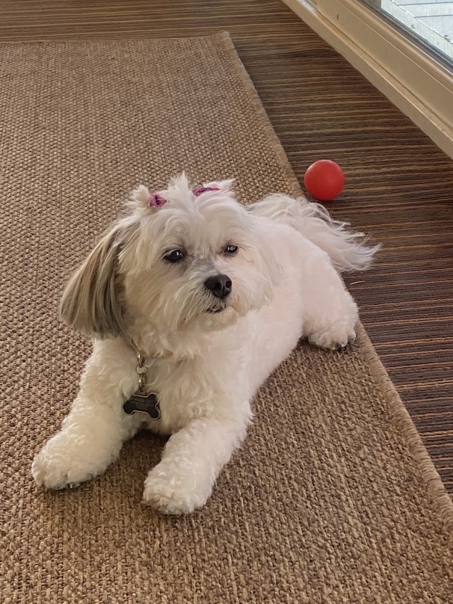 Official Pet Boutique - Photo 2