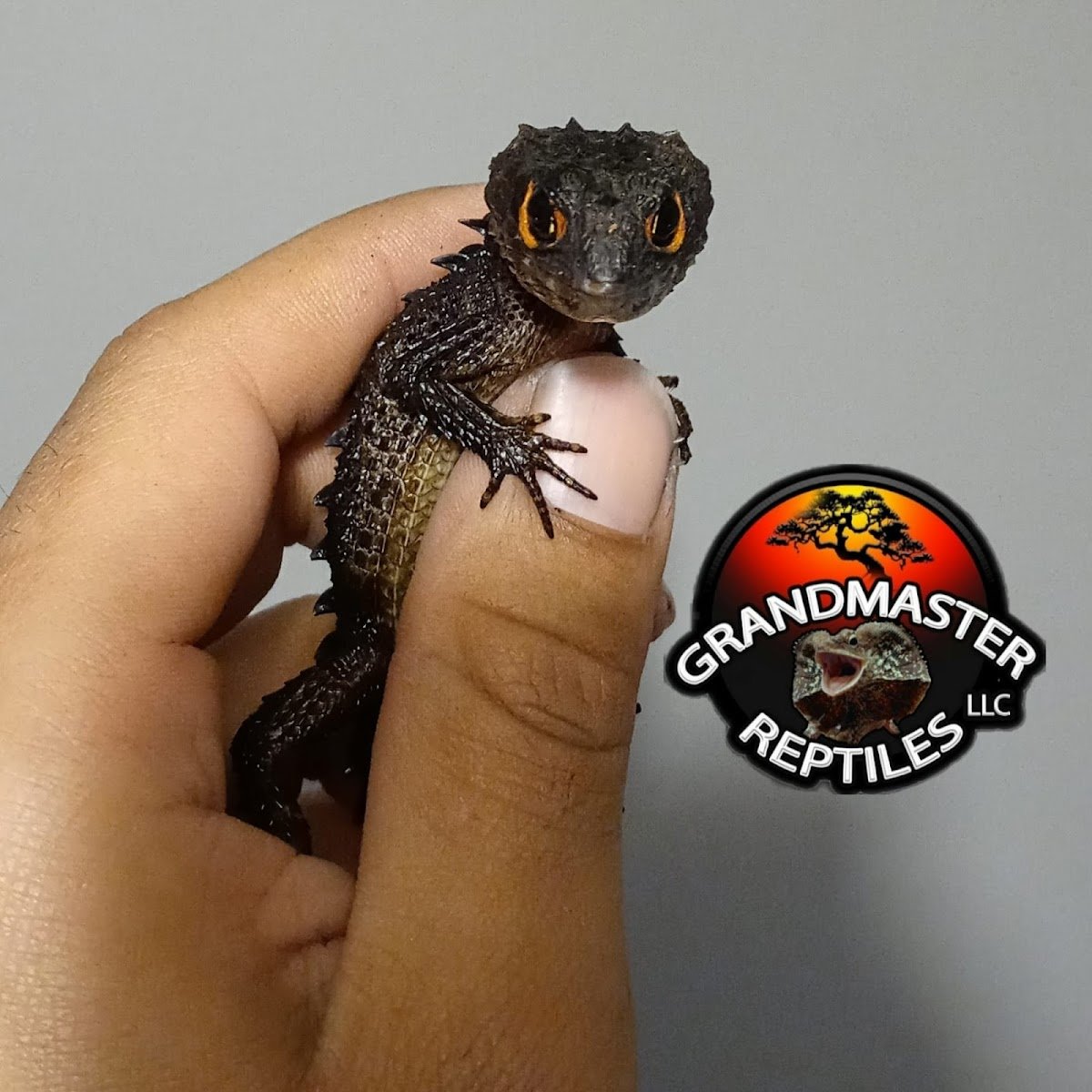 GRANDMASTER REPTILES LLC - Photo 2