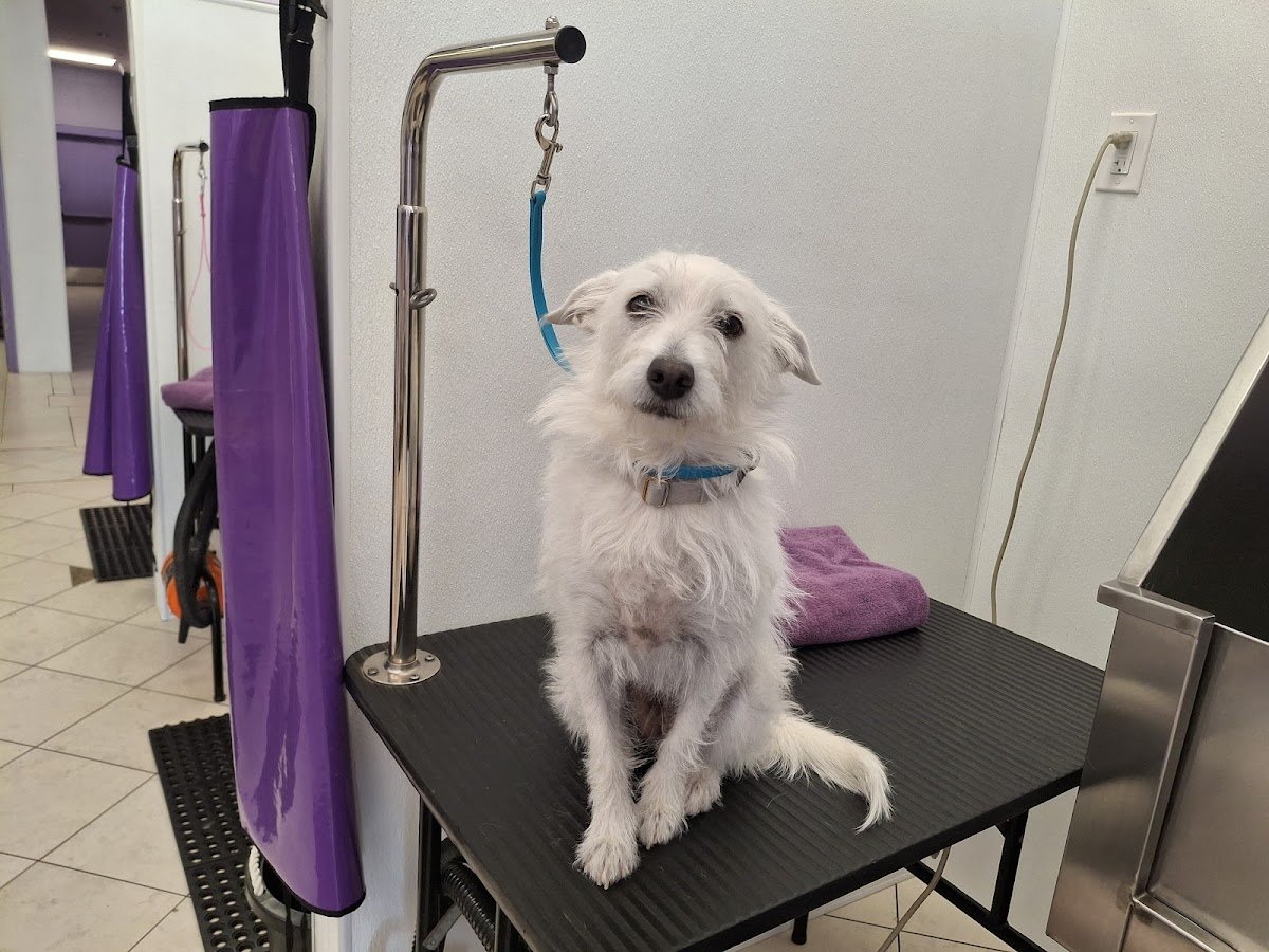 DIY Pet Wash Tucson - Photo 2