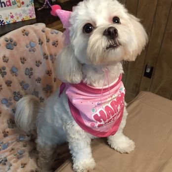 Velvet Bow Pet Grooming Eastside - Photo 2