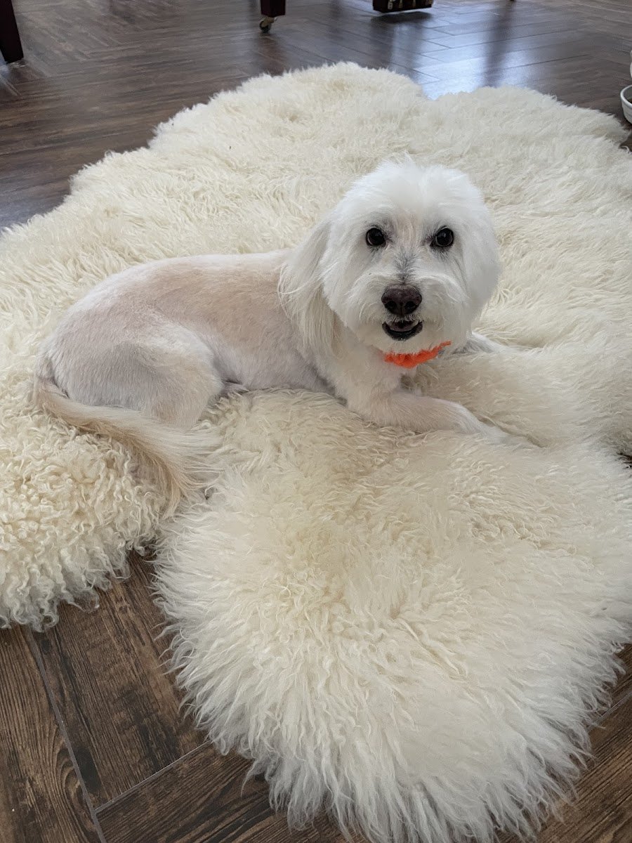 Animal Junction Pet Grooming Center - Photo 2
