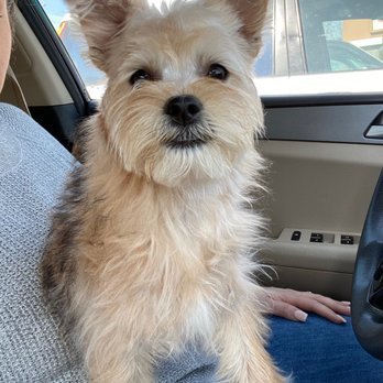 4 Paws Pet Salon - Photo 2