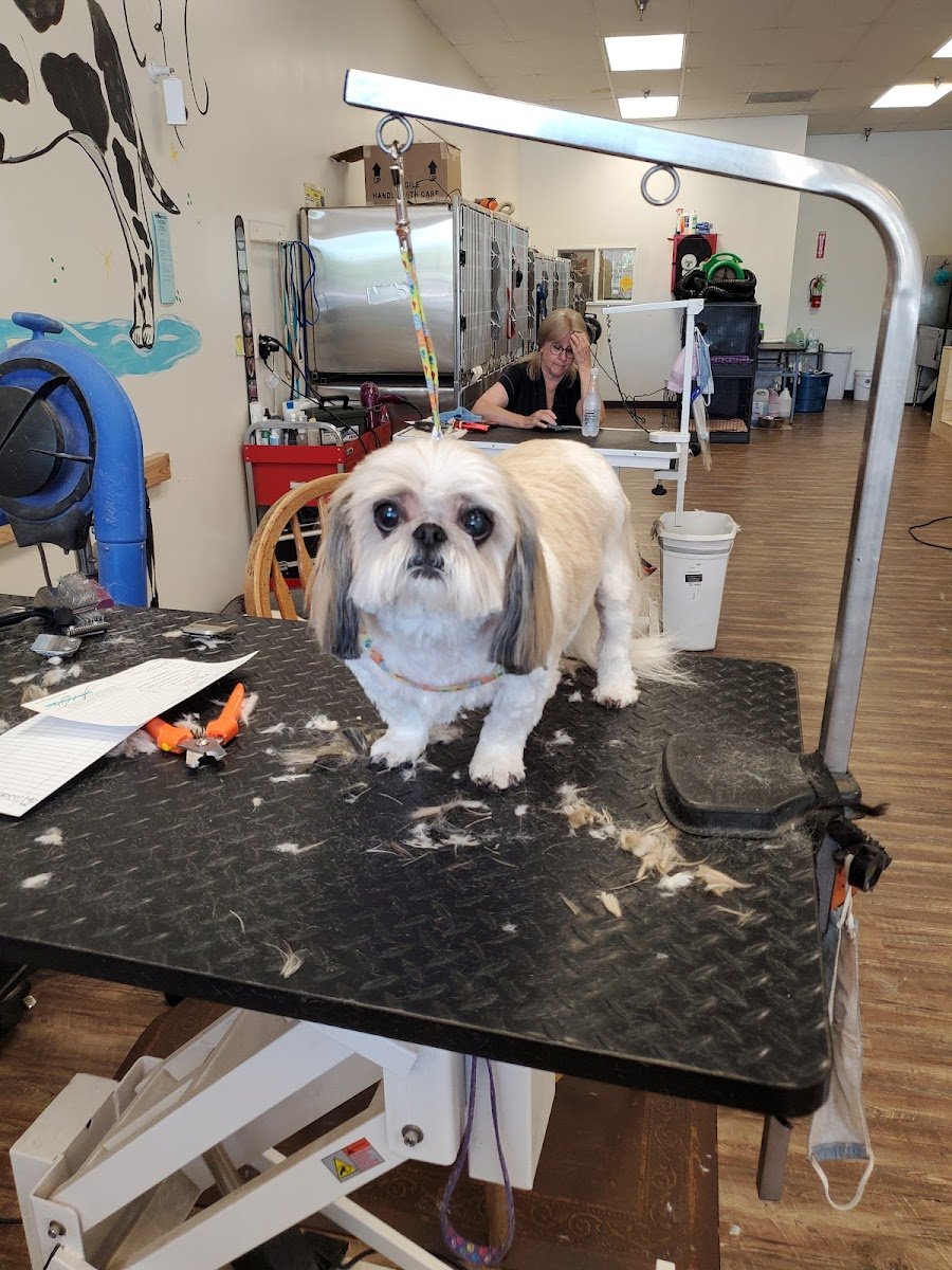 Claws & Paws Grooming - Photo 2