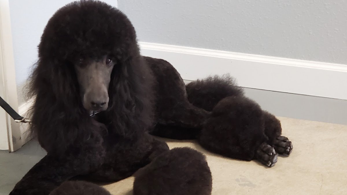 Wooforia Grooming Salon - Photo 2
