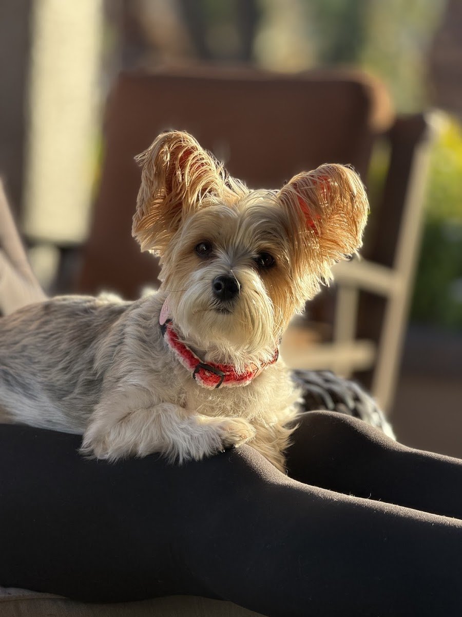More Than A Groomer - Photo 3