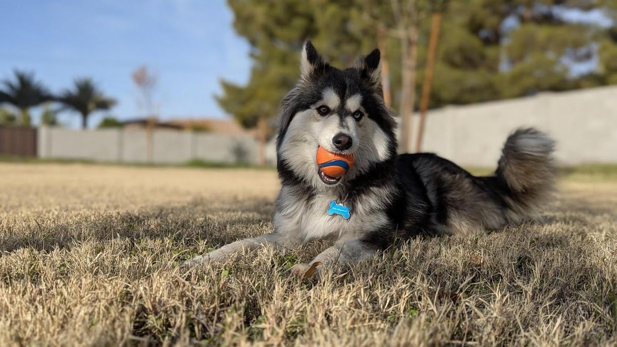 Desert Oasis Pet Retreat - Photo 2