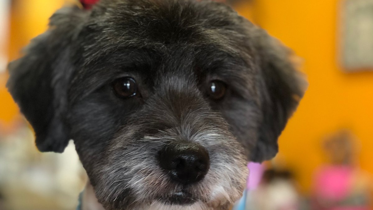 Elegant Pet Grooming - Photo 2