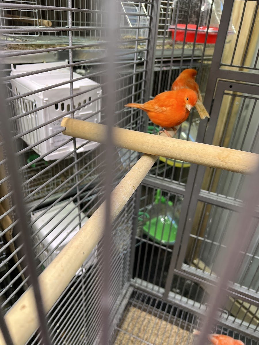 Exotic Bird Aviary - Photo 2