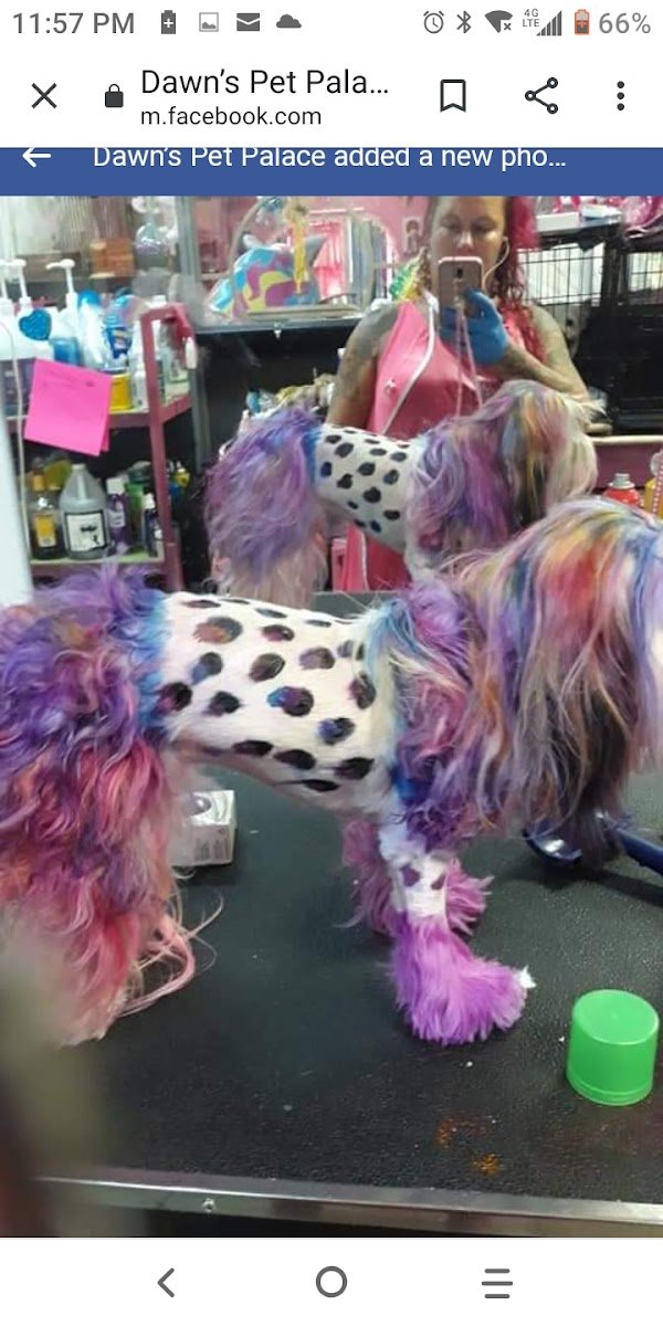 Dawn’s Pet Palace - Photo 2