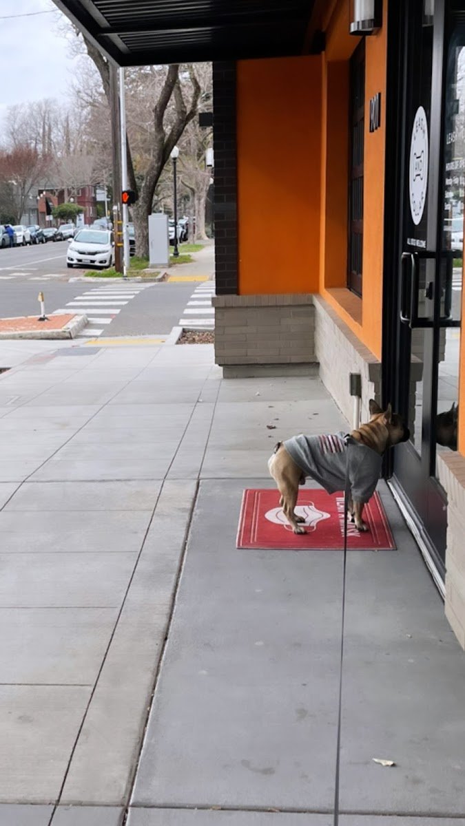 Leash and Collar Dog Boutique - Photo 2