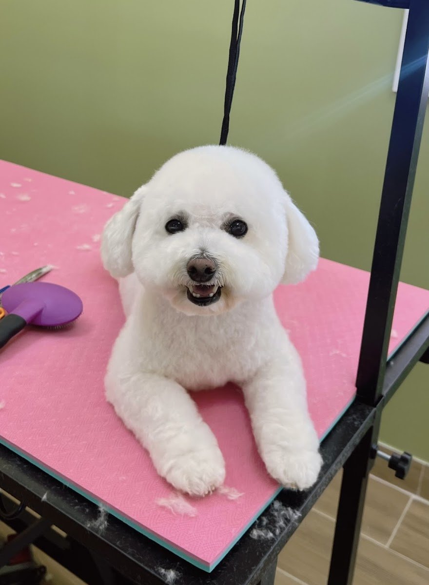 MAI PET GROOMING - Photo 2
