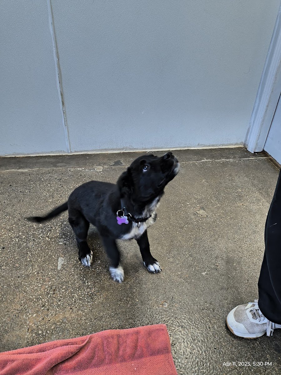 Unleashed Pet Rescue - Photo 2