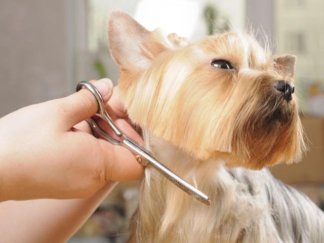 Annie's Pet Salon | Pet Groomer in Colorado Springs - Photo 2