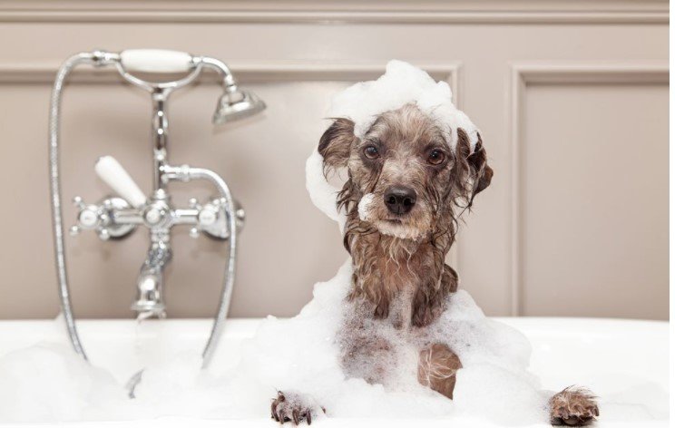 Posh Paws Amenities - Photo 2