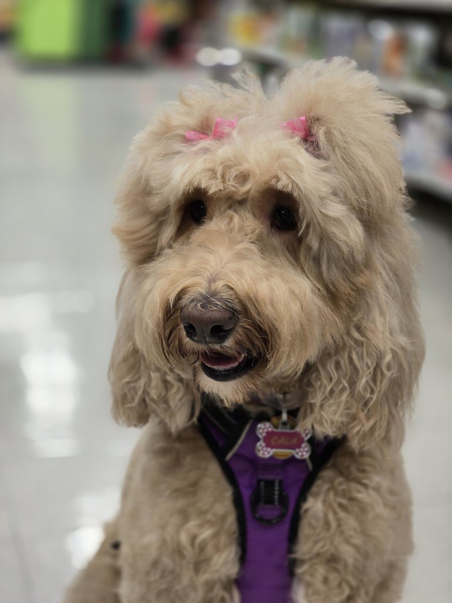 PetSmart Grooming - Photo 2