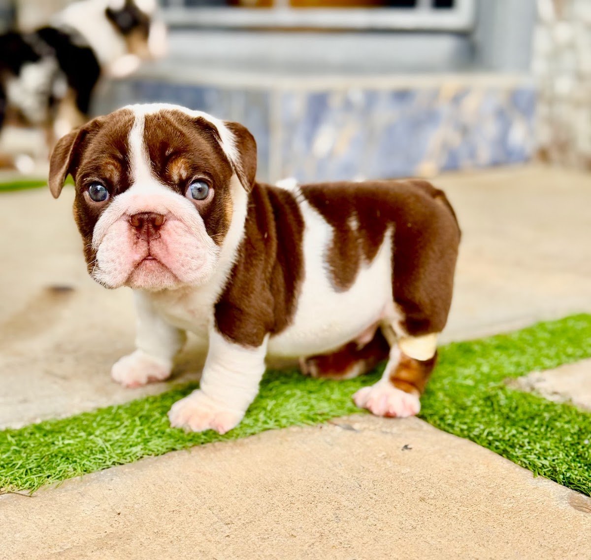 Bulldog Miami 305 - Photo 2