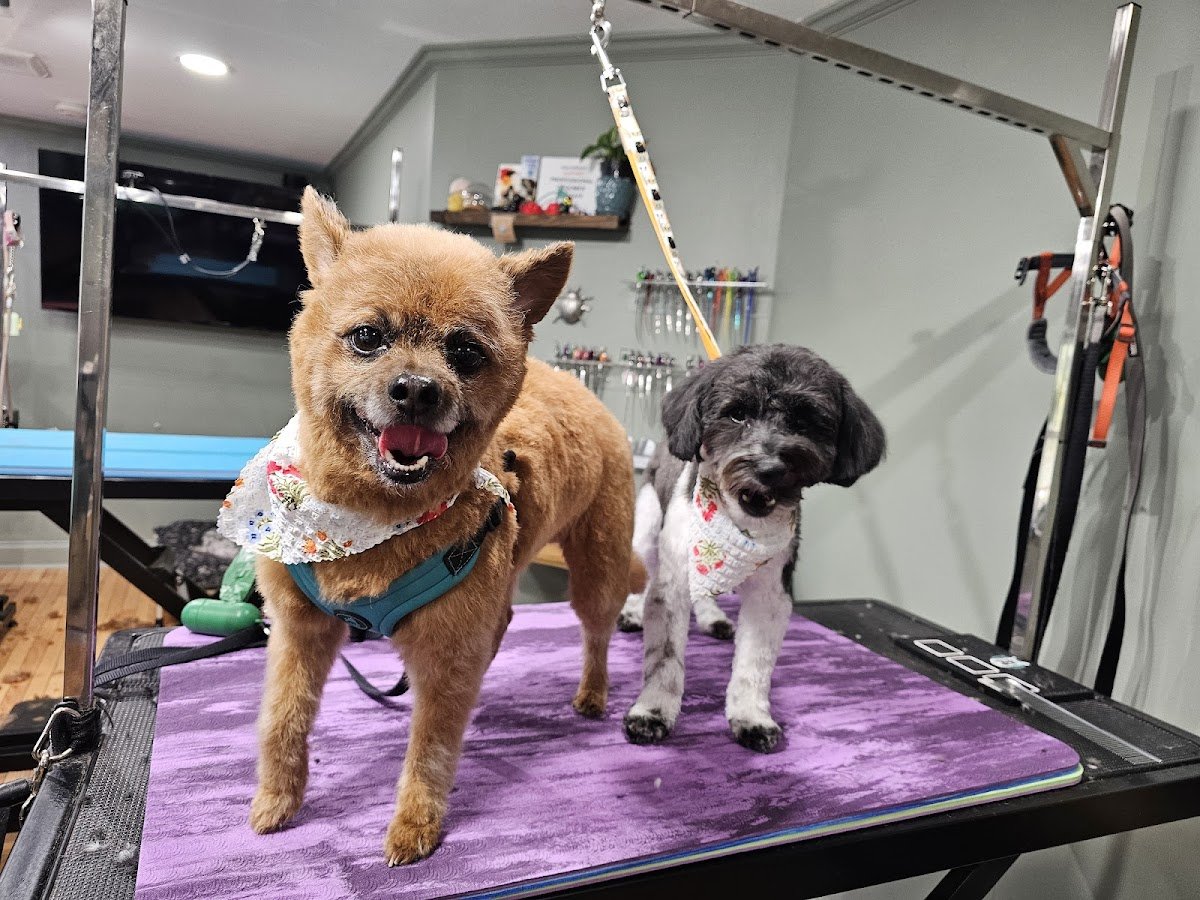 Mosa Pet Spa & Boutique - Photo 2