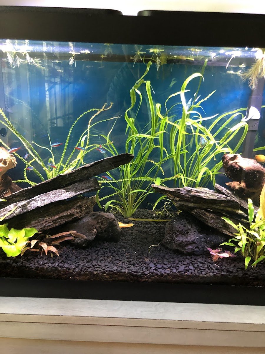 Aquascapes Aquarium Maintenance - Photo 2