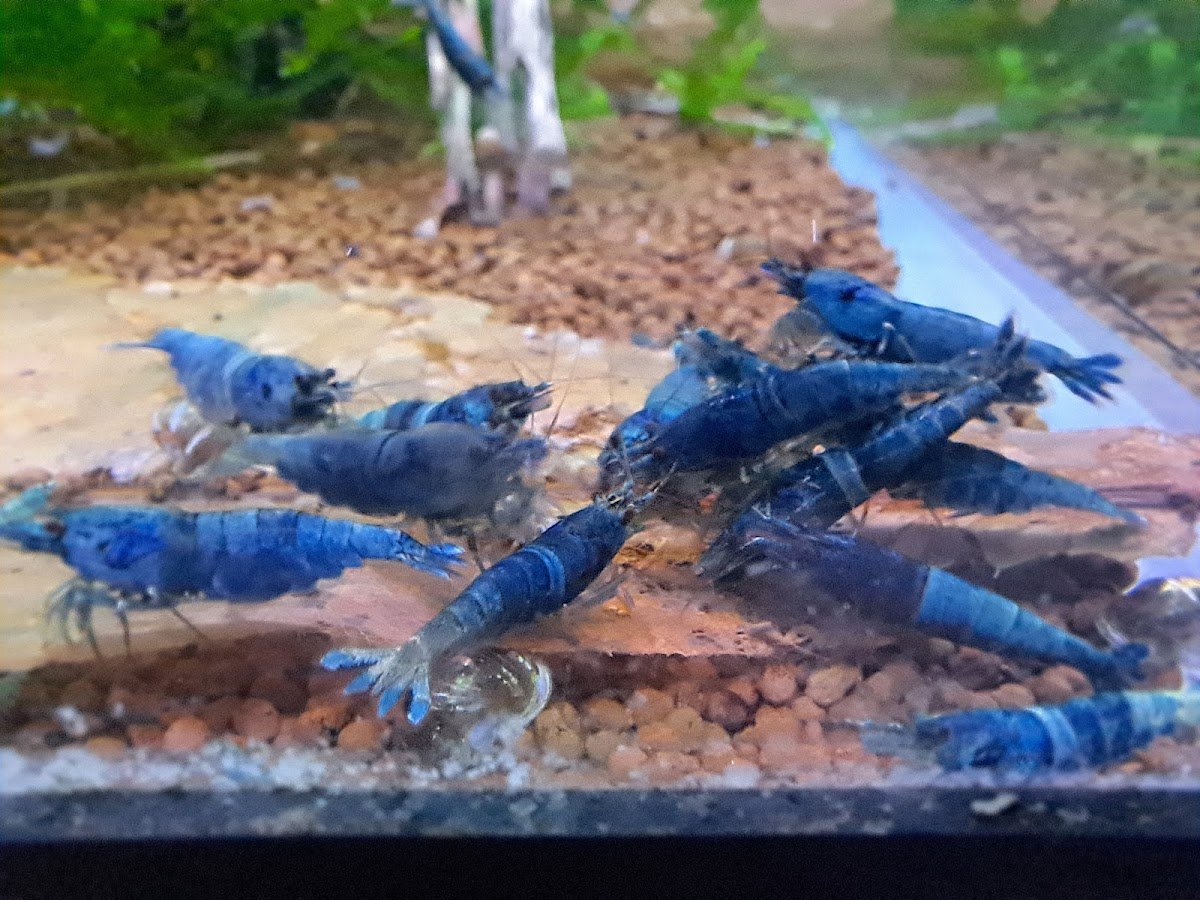 Shrimp Boutique - Photo 2