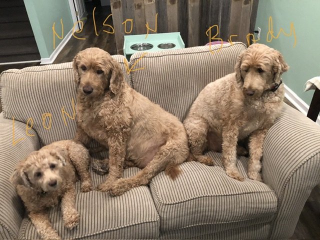 Aina Moore Dog & Cat Grooming - Photo 2