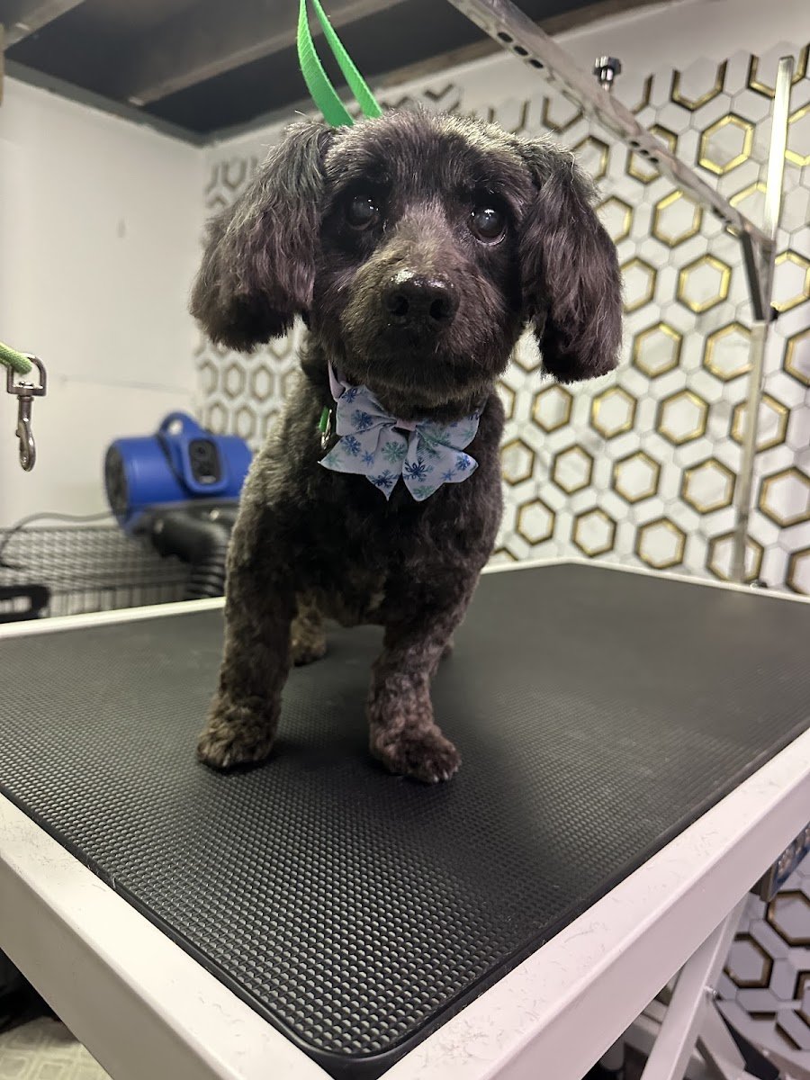 Pawlished Pup: Dog Behavior & Grooming Studio - Photo 2