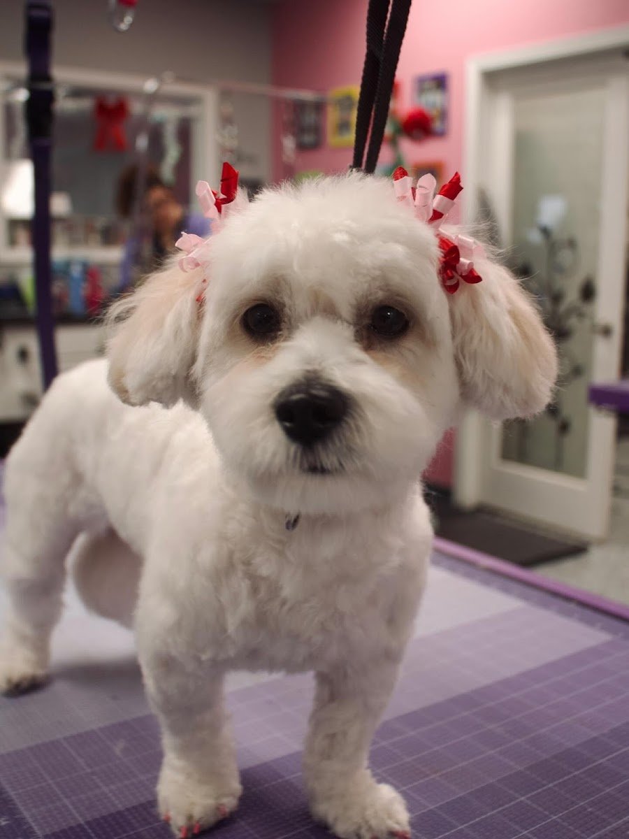 Bellevue Pampered Pet Spa - Photo 2