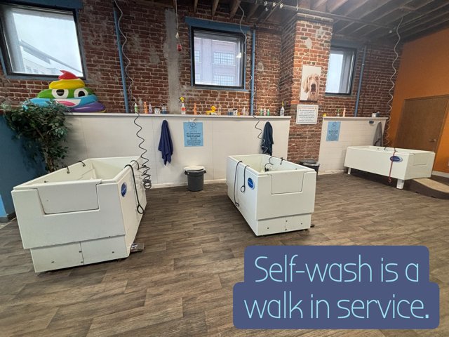 That Dog Wash - Photo 2