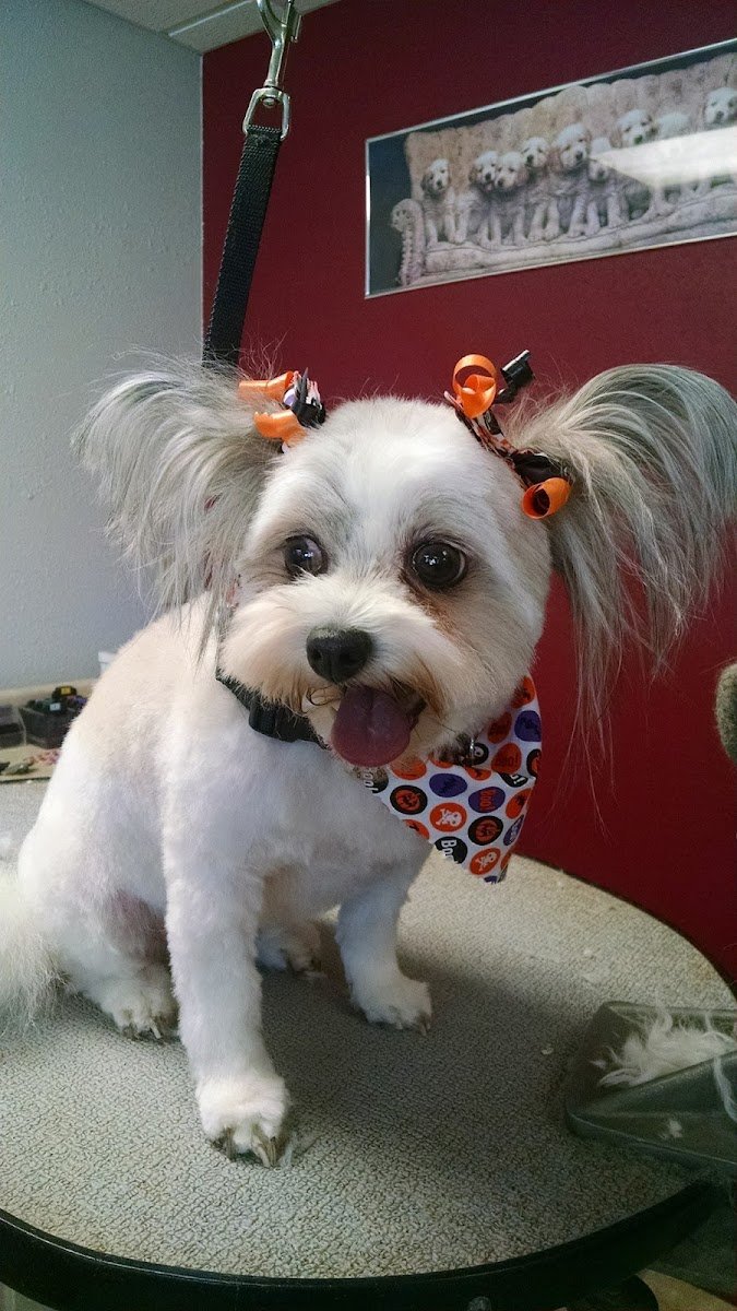 Shelly's Pet Parlor - Photo 2