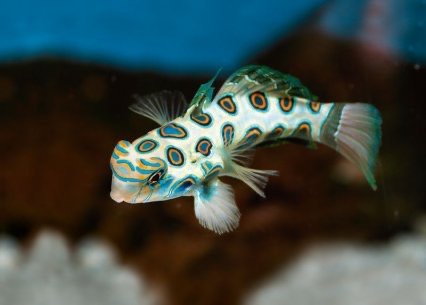 Buena Park Aquatics - Photo 2