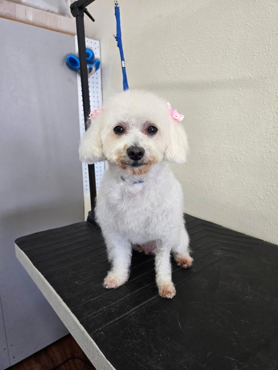 Happy Pet Grooming - Photo 2
