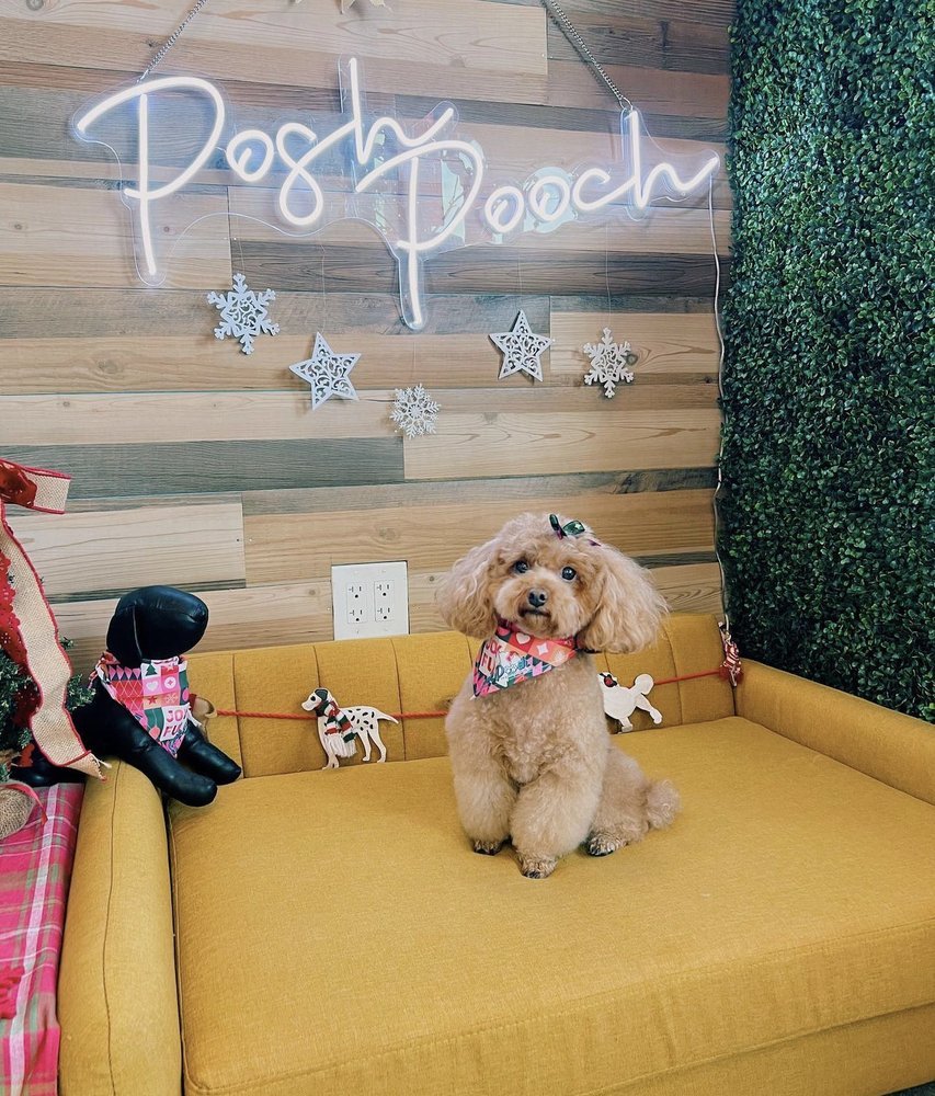Posh Pooch - Photo 2