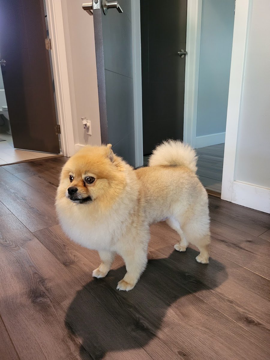 Pet's plaza Grooming - Photo 2