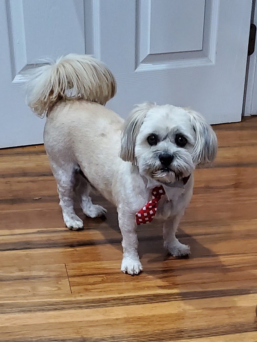 4 Dogs - Photo 2