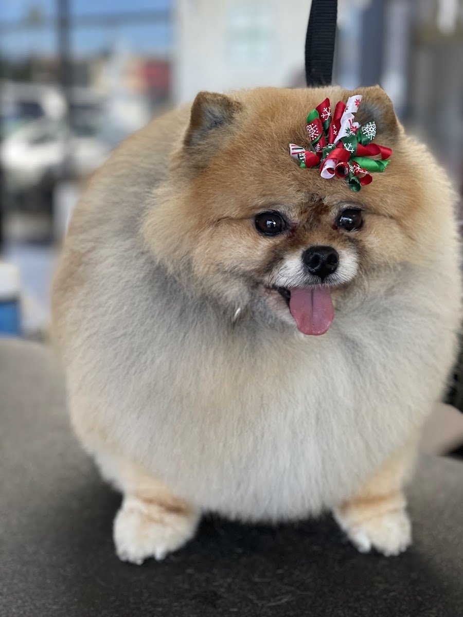 Signal Hill Pet Grooming LLC - Photo 2