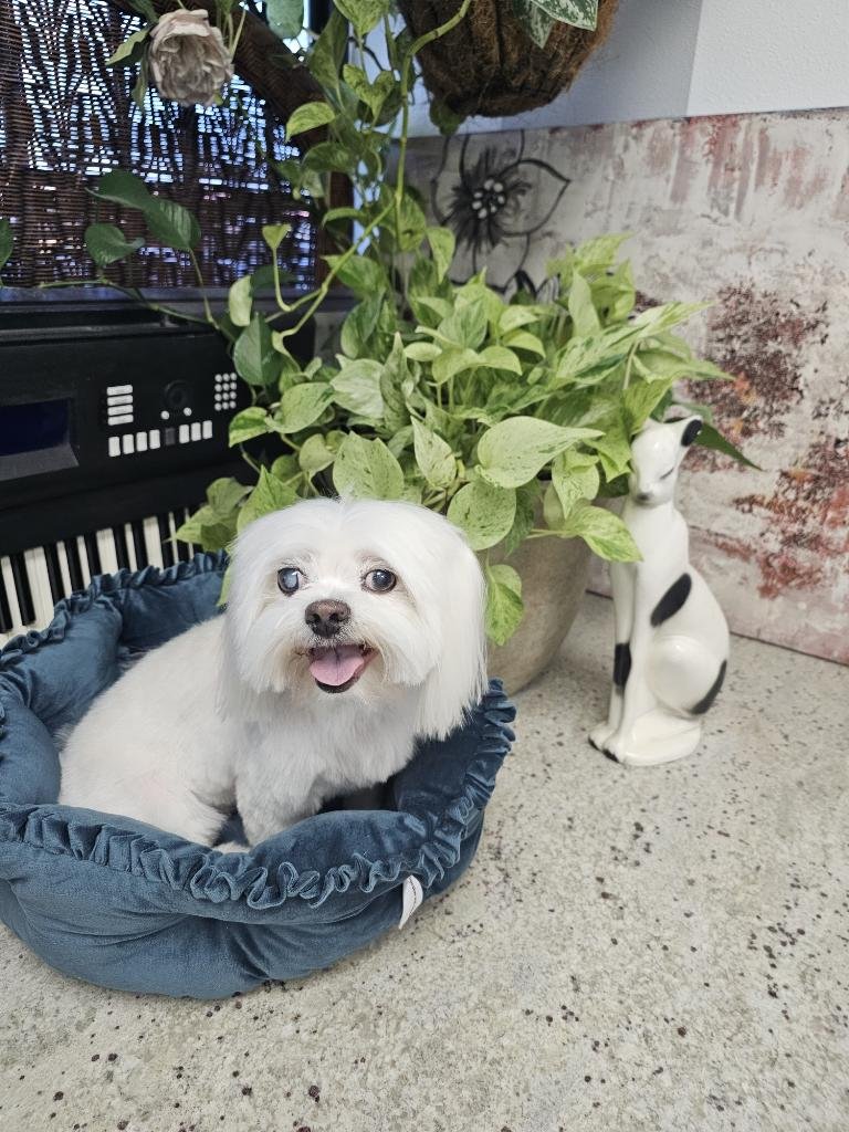 C U Pet Grooming - Photo 2