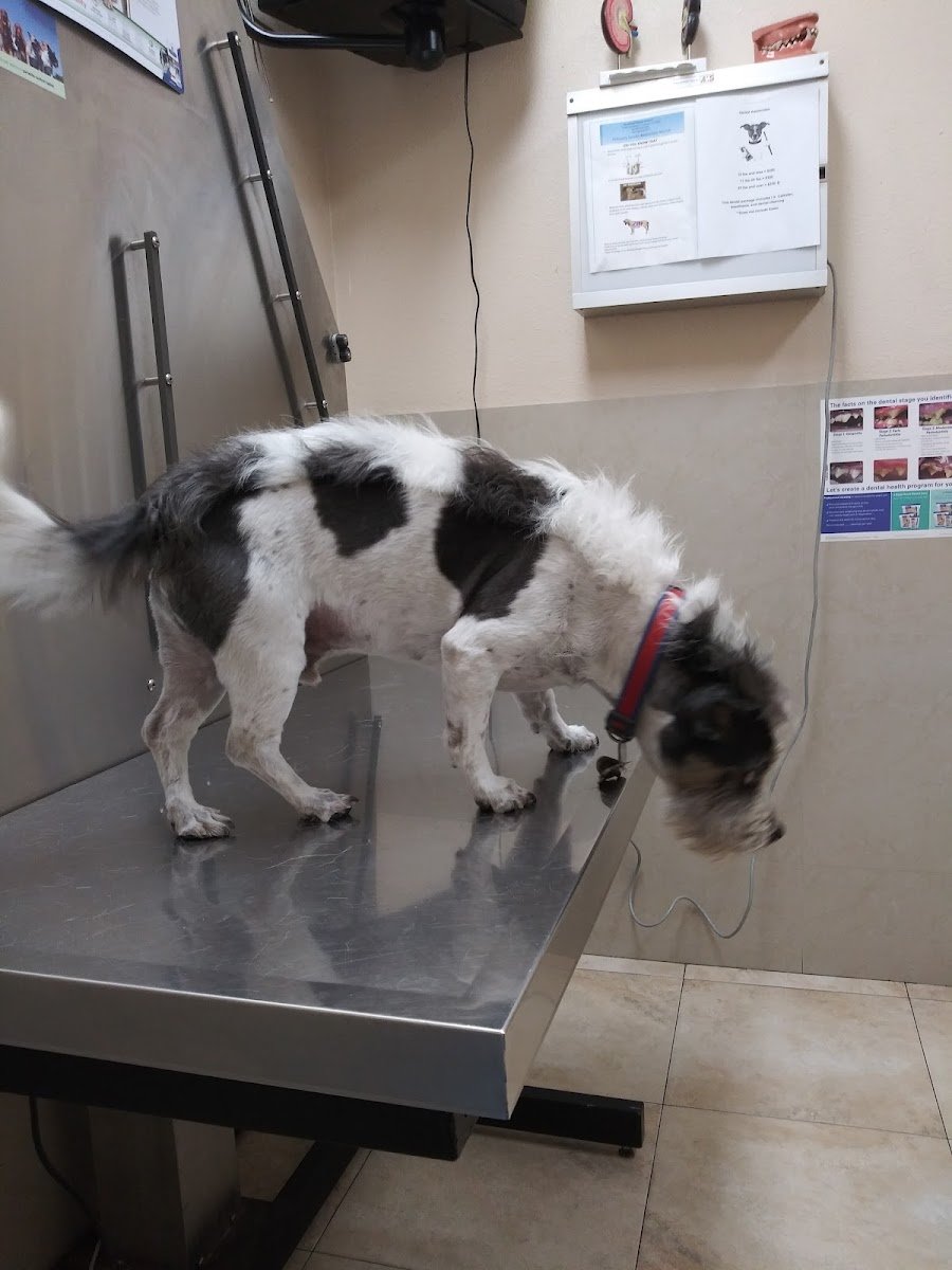 Boulevard Animal Hospital - Photo 2