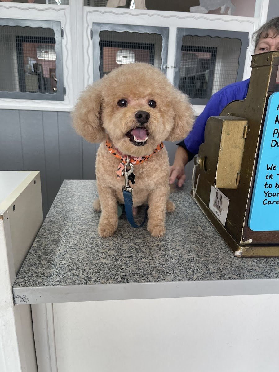 K-9 Kastle Pet Grooming - Photo 2