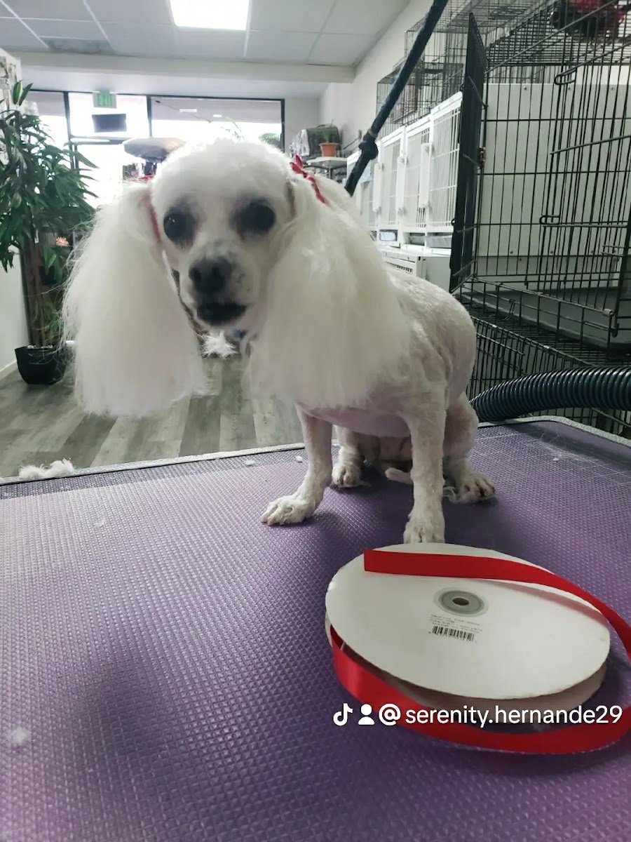 The Grooming Shop - Photo 2