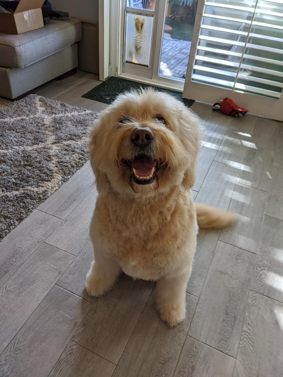 Dog's Day Out - Photo 2
