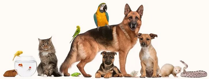 Universal Pet Shop - Photo 2