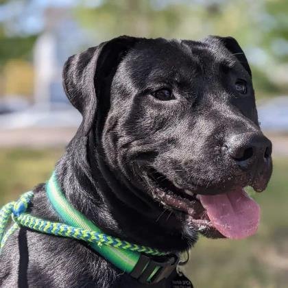 Norfolk SPCA Adoption Center - Photo 2