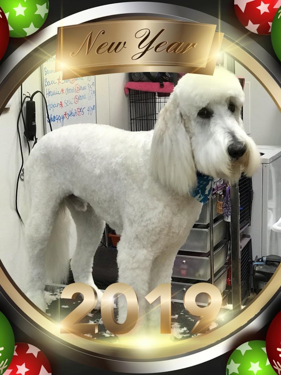 Blue Haven Pet Salon - Photo 2