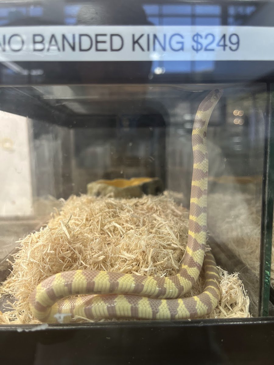 Reptile Room - Photo 2