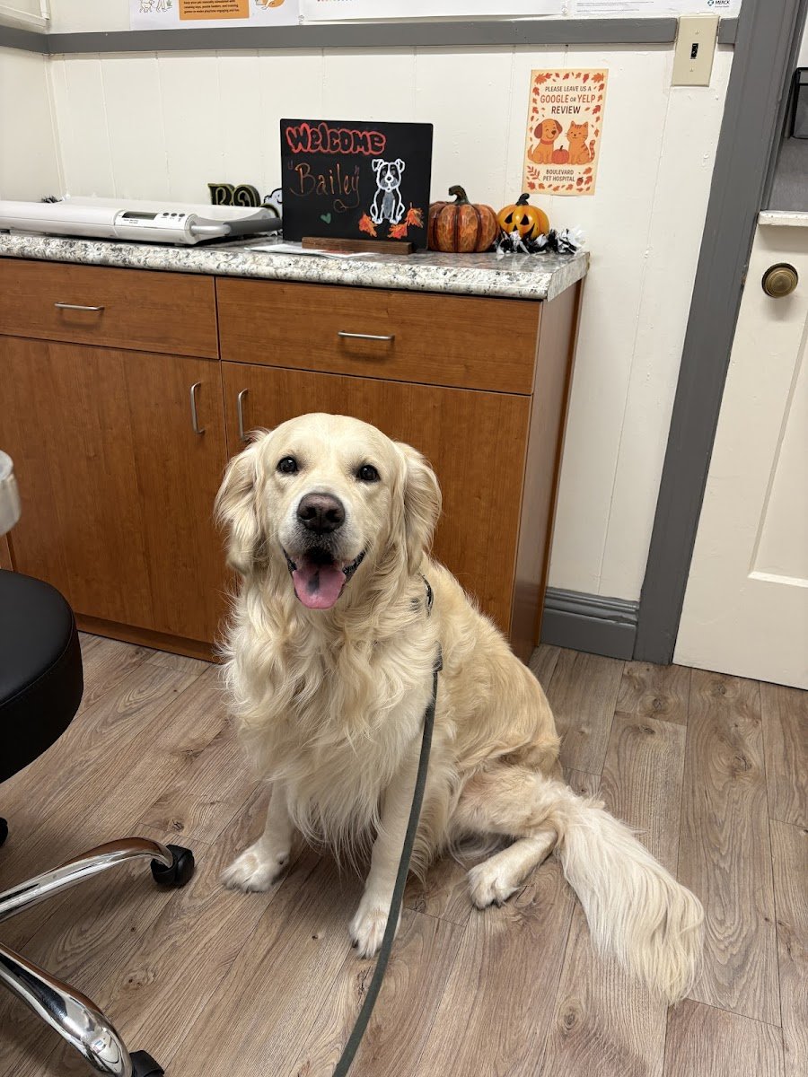 Boulevard Pet Hospital - Photo 2